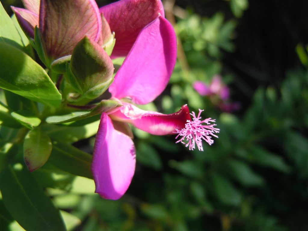 Polygala myrtifolia